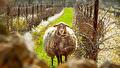 Biologisch en biodynamisch: wat is het verschil?