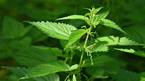 Brandnetel: een vergeten superfood